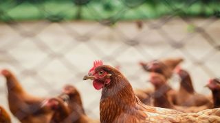 China registra primeiro caso humano de gripe aviária H3N8