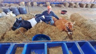 Fenasul Expoleite, em Esteio, tem quase 700 animais inscritos
