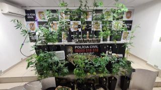 Polícia Civil apreende plantação de maconha em apartamento