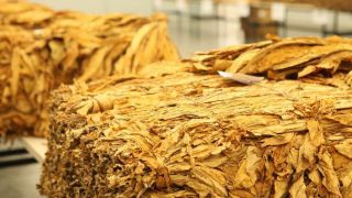 Produtores reclamam queda no preço do Tabaco na região