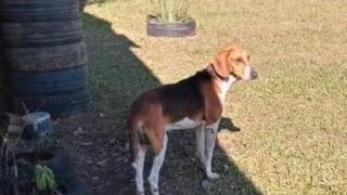 Procura-se cachorro desaparecido em Dom Feliciano