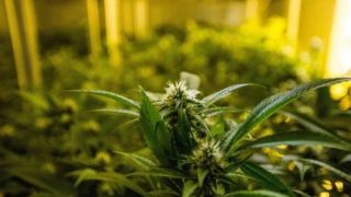 Agora é permitido no Brasil o cultivo de maconha para fins medicinais