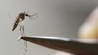 Chega a 56 o número de óbitos por dengue no Rio Grande do Sul neste ano