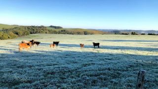 Rio Grande do Sul deve ter geada no fim de semana com temperaturas abaixo de zero