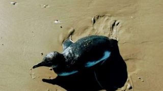 Pinguim é resgatado na beira-mar de Xangri-Lá, no Litoral Norte