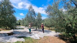 Barra do Ribeiro e Sentinela do Sul tem participação no crescimento de produção de azeite no RS