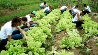 Bolsa Juventude Rural: documentos podem ser enviados até julho
