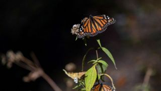 Borboleta-monarca entra na lista de espécies ameaçadas de extinção