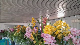 Feira de Orquídeas aconteceu em Chuvisca