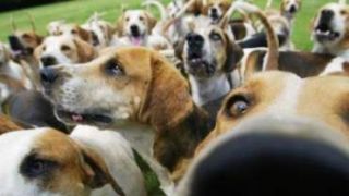 Casal divorciado deve dividir despesas com os 25 cães adotados