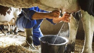 Produtores relatam prejuízo na produção do leite no Rio Grande do Sul