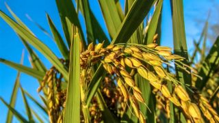 Agricultores de Camaquã podem ser proibidos de cultivar arroz e soja e de criar gado