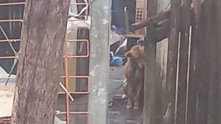 Mulher é detida após denúncia de maus-tratos a animais em Camaquã