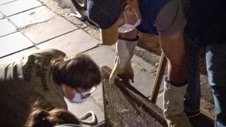 Dez escorpiões amarelos são capturados no Centro de Porto Alegre