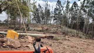 Homem morre após ser atingido por árvore na Serra do RS