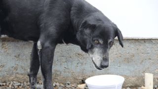 Animais em situação de rua preocupam moradores de Cerro Grande do Sul