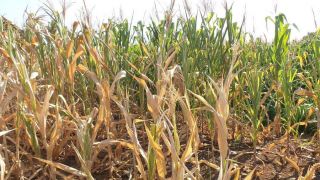 Governo do RS anuncia pagamento do SOS Estiagem para agricultores familiares
