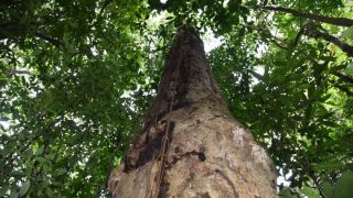 Pesquisadores descobrem espécie de árvore gigante na Mata Atlântica