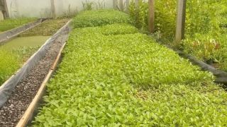 Mudas gratuitas de tomate e pimentão estão sendo distribuídas no Horto Municipal.