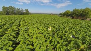 Tabaco: Safra 2021/2022 foi 10,87% menor que a anterior