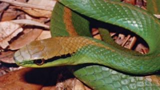 Bombeiros capturam cobra-verde encontrada dentro de carro em Tapes