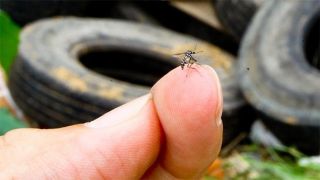 Brasil registra 950 mortes por dengue em 2022