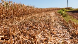 SOS Estiagem: quase 40% dos agricultores familiares gaúchos do grupo 2 já sacaram auxílio