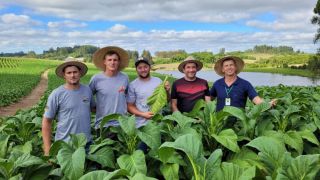 Colheita do tabaco é aberta oficialmente no Rio Grande do Sul