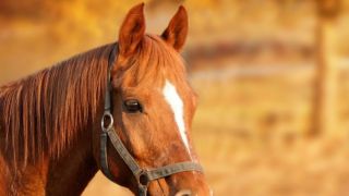 Animais de grande porte soltos em vias públicas aumentam riscos de acidentes em Tapes