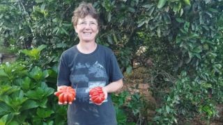 Agricultora colhe tomate-pitanga de 1 kg em Não-Me-Toque