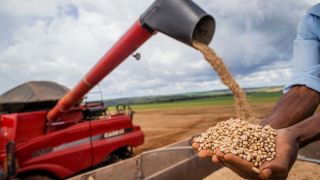 Aumento da temperatura vai afetar a produção de feijão no Brasil