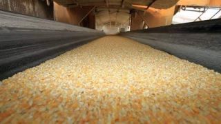 Armazenamento de milho passa a ser um desafio