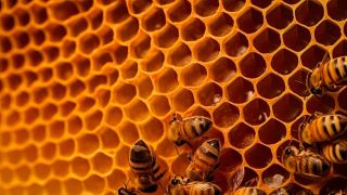 Emater/RS-Ascar fala sobre os benefícios e o manejo de abelhas em Encontro Abelheiro