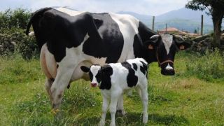 Idosa morre após ser atacada e pisoteada por vaca na Localidade de Rincão dos Dorneles, em São Francisco de Assis