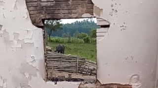 Incêndio destrói residência no interior de Dom Feliciano