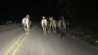 Cavalos são flagrados no meio da pista na ERS 350