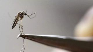 Análise aponta perfil dos óbitos por dengue no Rio Grande do Sul em 2024