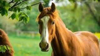 🐴Cavalos têm inteligência para se planejar e criar estratégias, revela novo estudo🐴