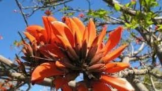 Mais de 200 espécies de plantas terão nomes científicos alterados para retirar expressão racista 
