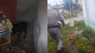 Cães são resgatados de situação de maus-tratos em residência no bairro Carvalho Bastos