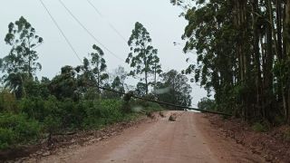 Árvore Caída Interrompe Trânsito na Linha Evaristo Teixeira