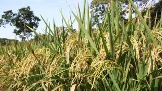 Preço do arroz deve subir neste semestre, projeta Federarroz