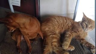 🚨Procura-se 🚨     ⚠️🐱 GATO  DESAPARECIDO🐱⚠️