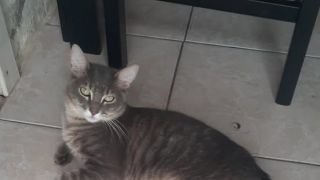 🚨⚠️Gatinho Thanos Desaparece e Família Pede Ajuda para Encontrá-lo🚨⚠️