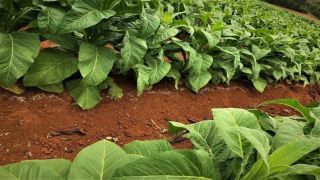 Produtor de fumo investe no solo para altas produtividades