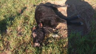 Casos de raiva bovina registrados em Barão do Triunfo reascendem alerta na região