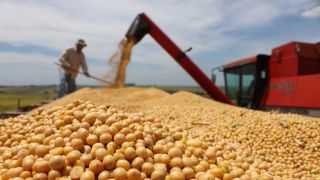 Preços da soja caem até R$ 2 no Brasil; Goiás registrou o maior recuo