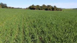 Plantio das lavouras de trigo foi encerrado nesta semana no Rio Grande do Sul