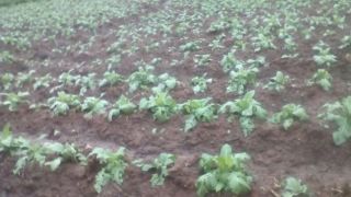 Granizo danifica lavouras de tabaco no interior de Vera Cruz