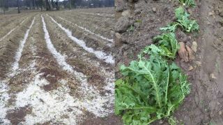 Chuva de granizo atinge lavouras de fumo no Paraná